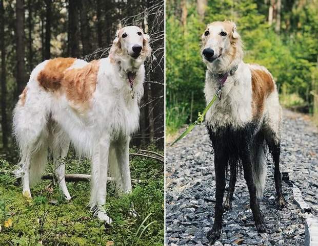 Як виглядають собаки до та після прогулянки: забавні фото