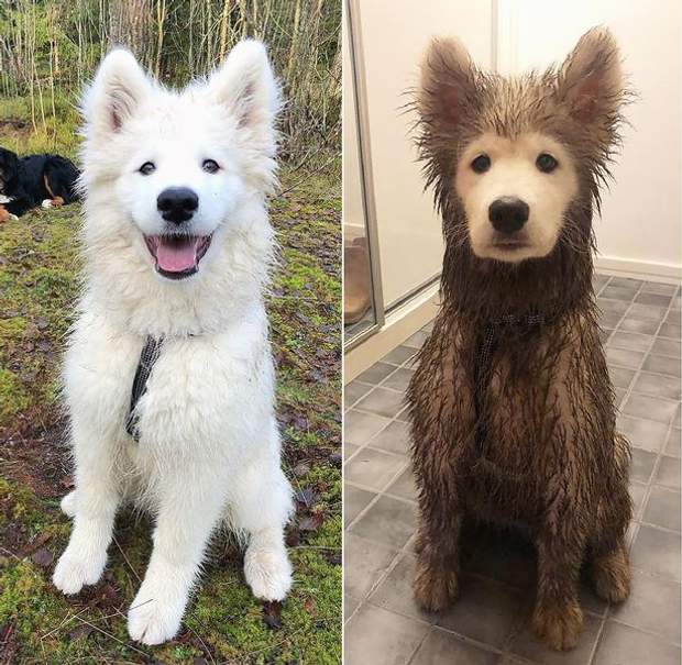 Як виглядають собаки до та після прогулянки: забавні фото