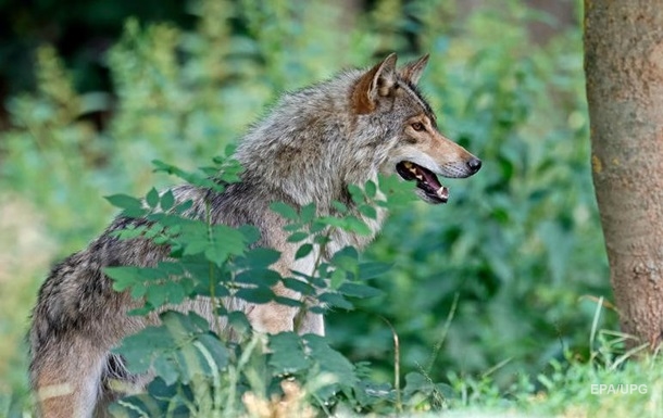 Інцидент на кордоні: зустрілися вовк та кишка (ВІДЕО)
