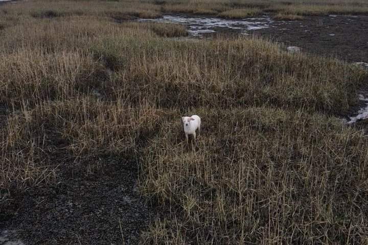Дрон із сосискою допоміг витягнути собаку з болота