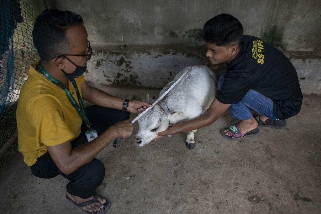 У Бангладеш знайшли корову розміром із собаку