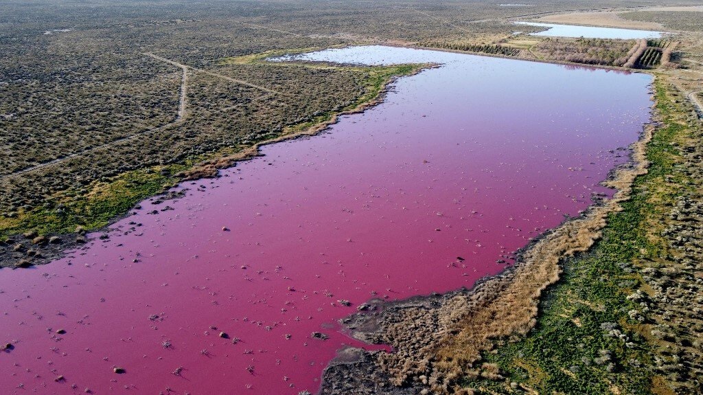 В Аргентині лагуна через відходи пофарбувалась у яскраво-рожевий колір.  Фото