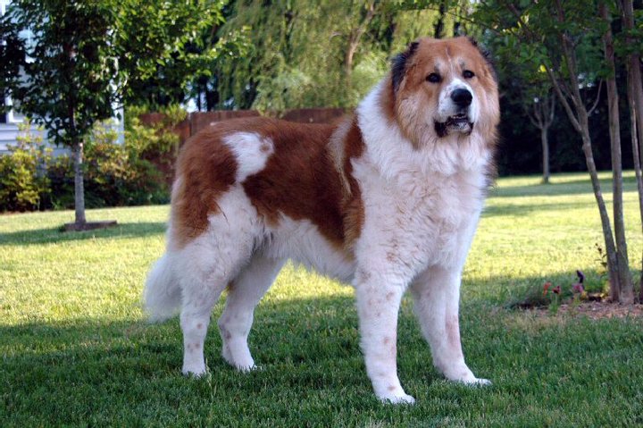 ТОП-10 найбільших у світі собак.  Фото