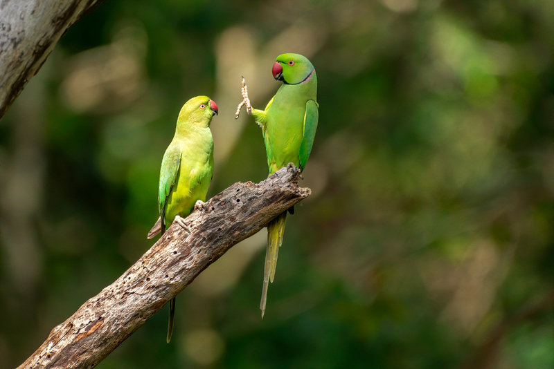 Самые смешные фотки животных по версии Comedy Wildlife Photography