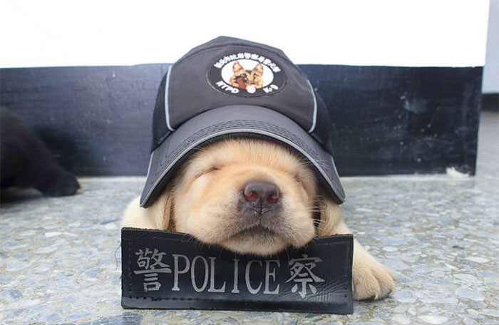 Потішні цуценята-поліцейські, готові стояти на варті закону