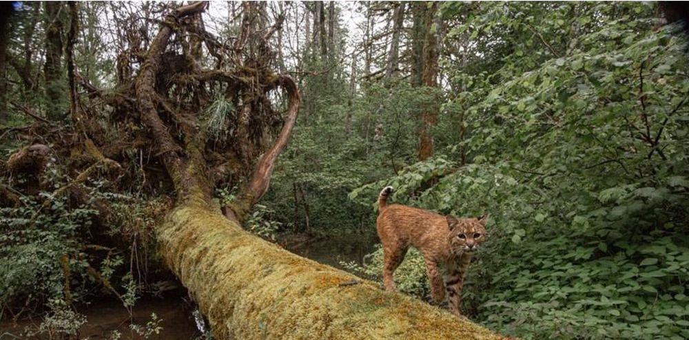 Фотограф поставил в лесу «ловушку»: снимки получились неожиданными