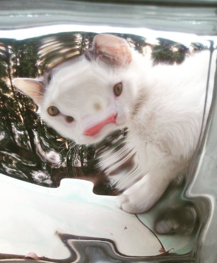Новый флешмоб: животных забавно фотографируют через стеклянные предметы