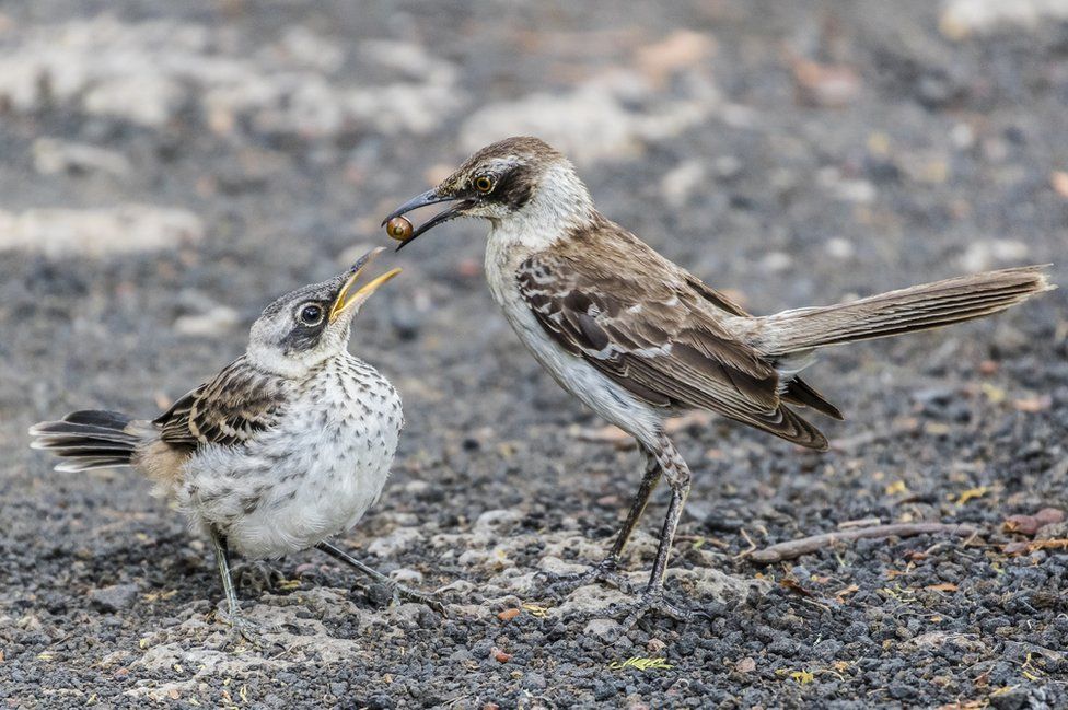 Победители фотоконкурса Galapagos Conservation Trust Photography Competition 2017