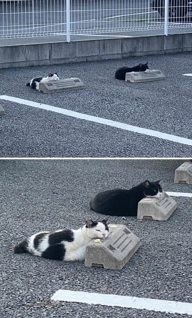Коти знайшли нове застосування паркувальним бар'єрам та повеселили Мережа