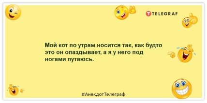 Анекдоти про котів і котів - Мій кіт вранці носиться так, ніби це він спізнюється, а я в нього під ногами плутаюсь.