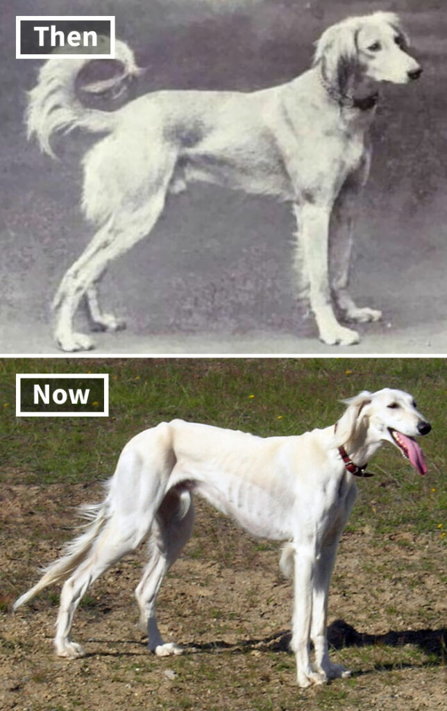 Как выглядели популярные породы собак сто лет назад. Фото