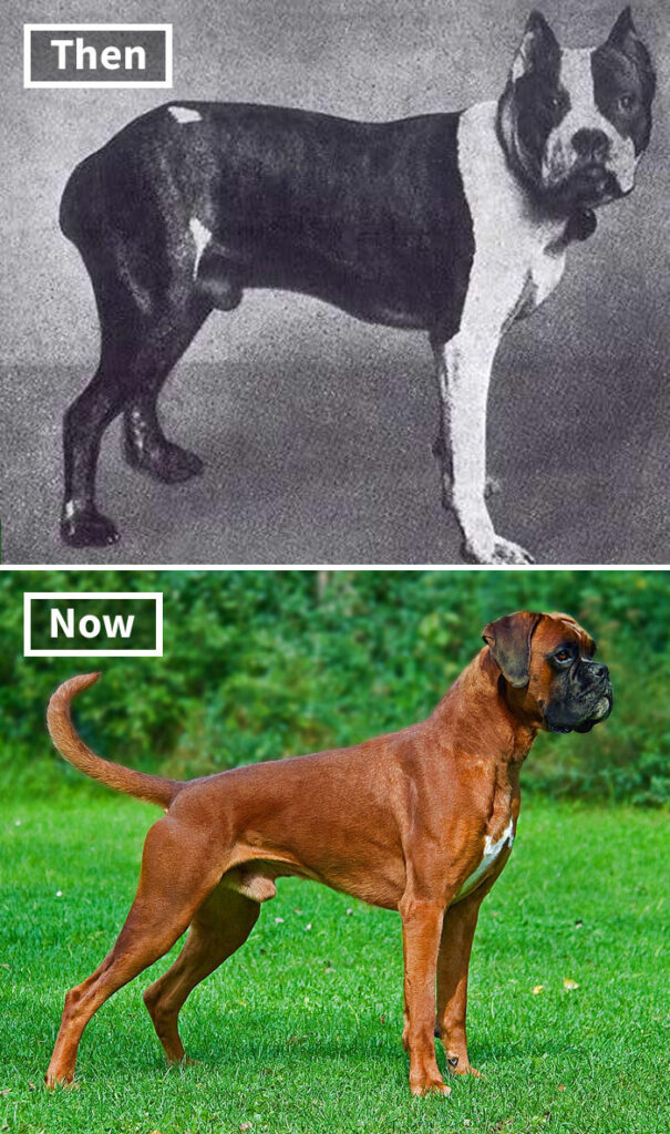 Як виглядали популярні породи собак сто років тому.  Фото