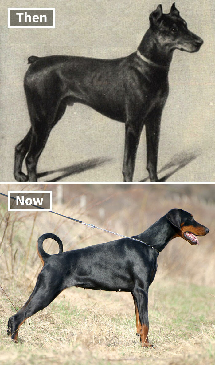 Як виглядали популярні породи собак сто років тому.  Фото
