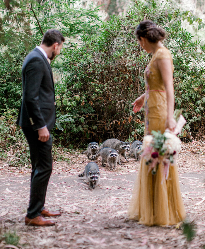 Зграя єнотів зробила весільну фотосесію незабутньою.  Фото