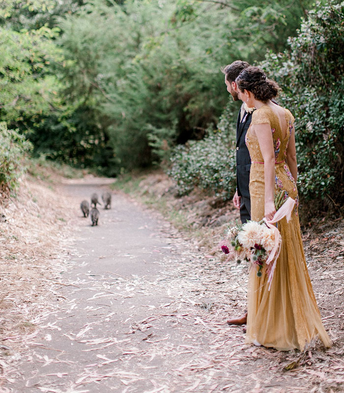 Зграя єнотів зробила весільну фотосесію незабутньою.  Фото