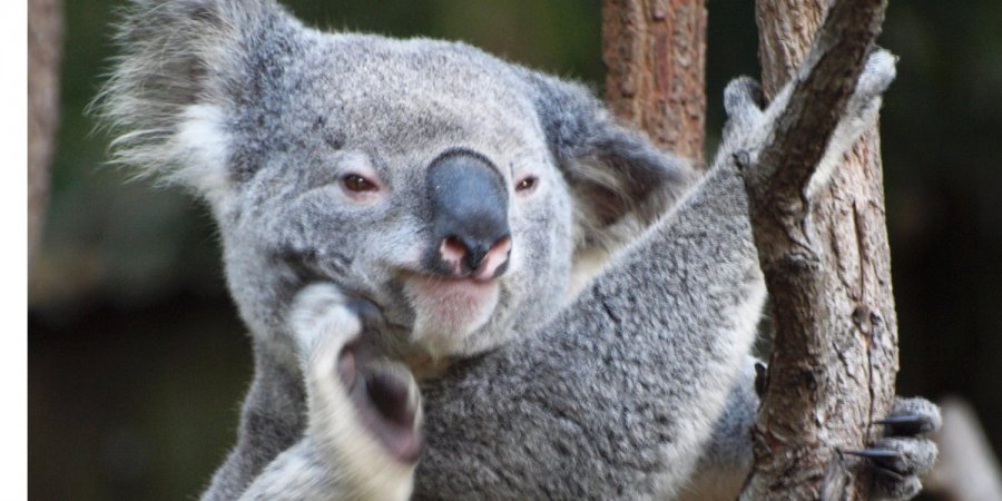 коала 1