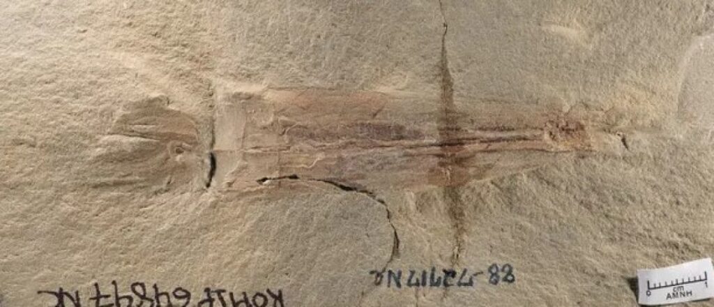 Знайдено останки найстарішої істоти Землі.  Фото