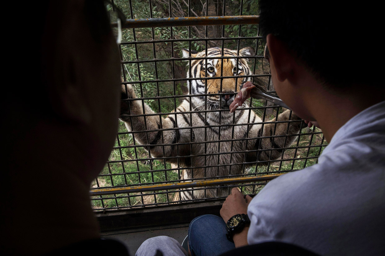 Китайская ферма по разведению амурских тигров