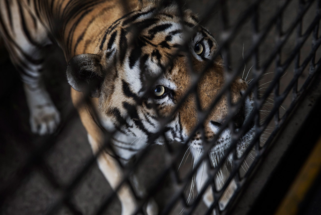 Китайская ферма по разведению амурских тигров