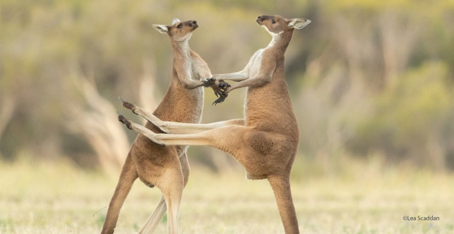 Весёлые фотографии, присланные на конкурс Comedy Wildlife Photography Awards 2021