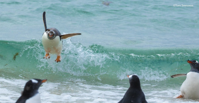 Веселі фотографії, надіслані на конкурс Comedy Wildlife Photography Awards 2021