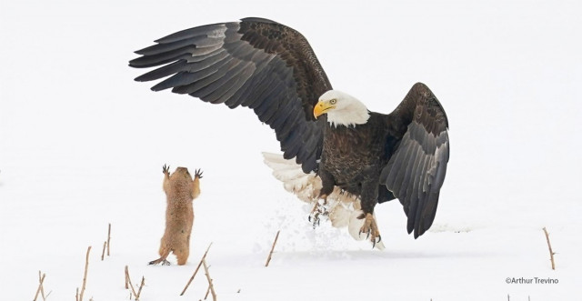 Веселі фотографії, надіслані на конкурс Comedy Wildlife Photography Awards 2021