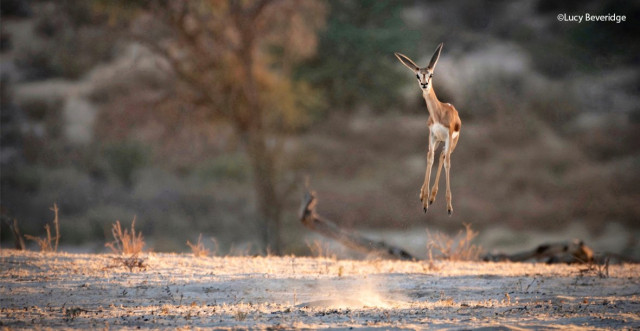 Весёлые фотографии, присланные на конкурс Comedy Wildlife Photography Awards 2021