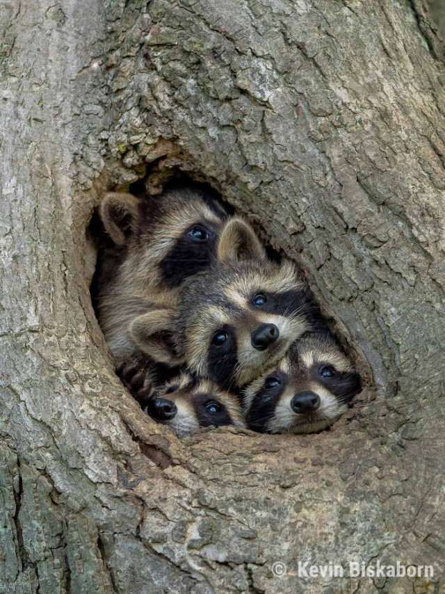 Весёлые фотографии, присланные на конкурс Comedy Wildlife Photography Awards 2021