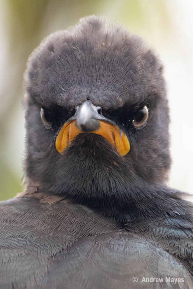 Весёлые фотографии, присланные на конкурс Comedy Wildlife Photography Awards 2021