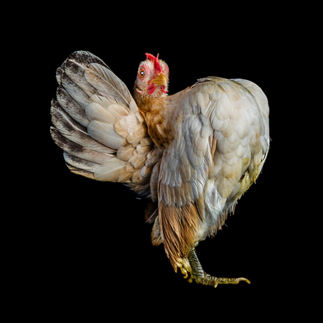 Серама: самая помпезная порода кур (фото)