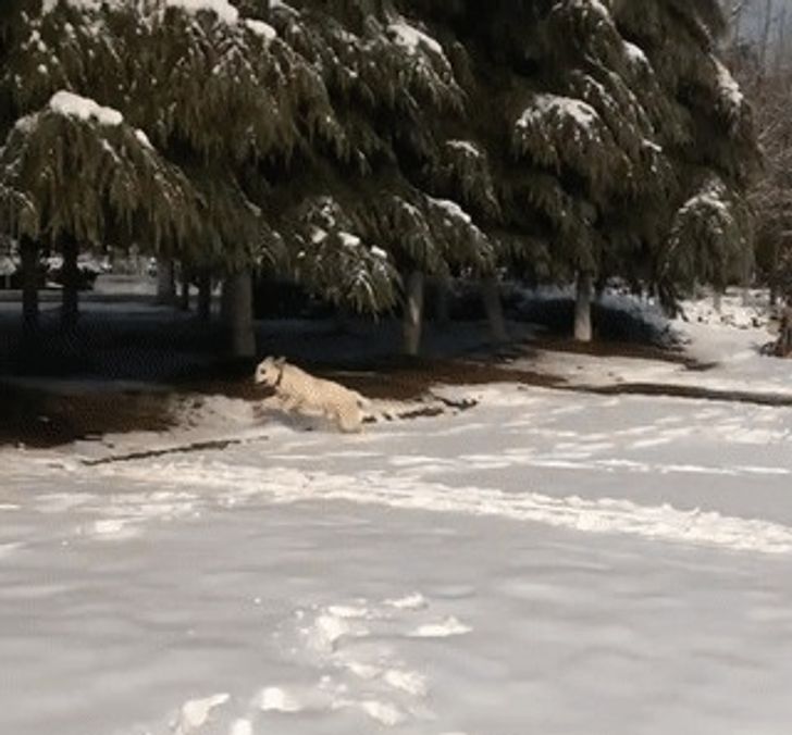 20+ вещей, которые происходят с владельцами собак каждый божий день