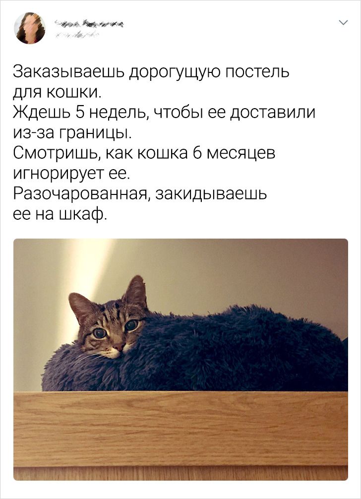 20 доказательств того, что наши котейки не всегда те булочки, за которых себя выдают