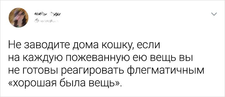 20 доказів того, що наші котейки не завжди ті булочки, за які себе видають