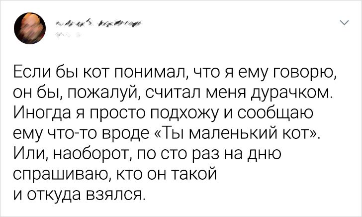 20 доказательств того, что наши котейки не всегда те булочки, за которых себя выдают