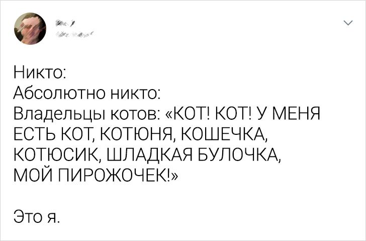 20 доказів того, що наші котейки не завжди ті булочки, за які себе видають