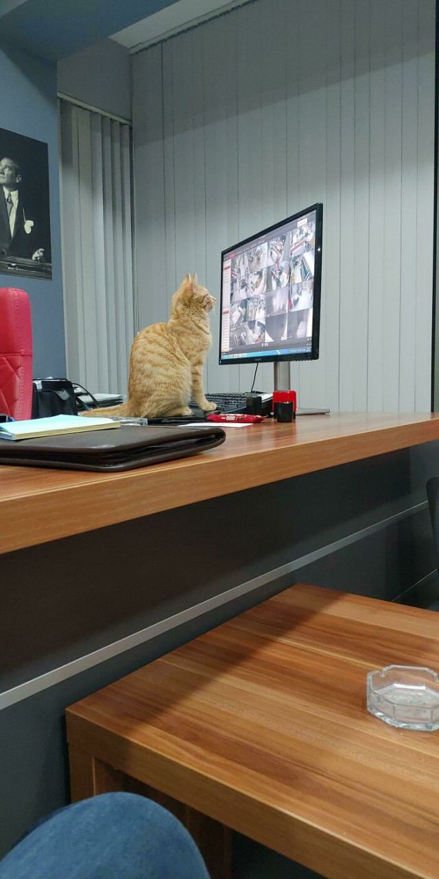 16 очаровательных кошек, которые каждый день ходят на работу (фото)
