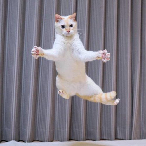 Танцующий кот стал звездой мемов