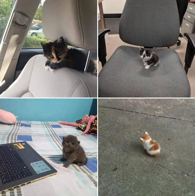 Інтернет-користувачі діляться чарівними фотографіями своїх "незаконно маленьких кішок" (фото)
