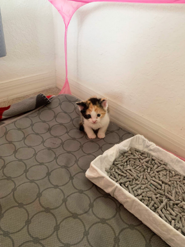 Інтернет-користувачі діляться чарівними фотографіями своїх "незаконно маленьких кішок" (фото)