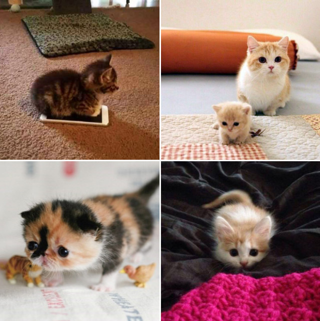 Интернет-пользователи делятся очаровательными фотографиями своих \"незаконно маленьких кошек\" (фото)