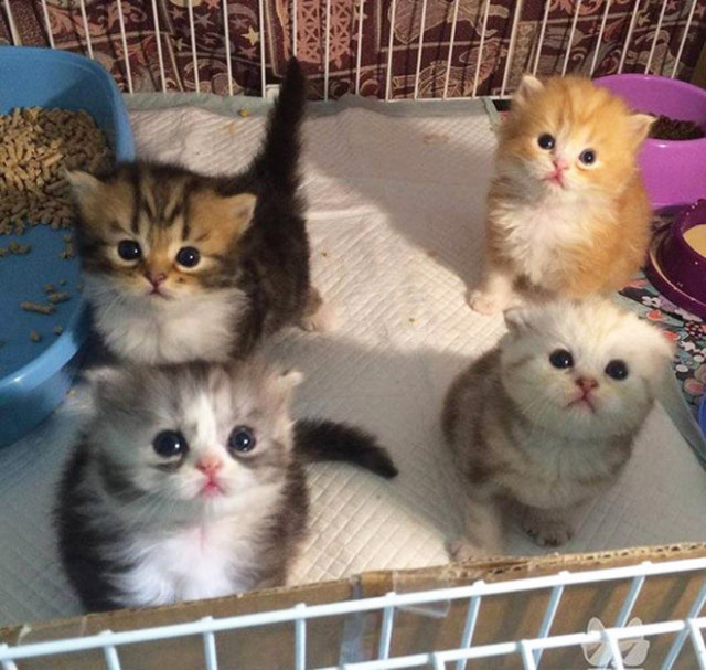 Интернет-пользователи делятся очаровательными фотографиями своих \"незаконно маленьких кошек\" (фото)