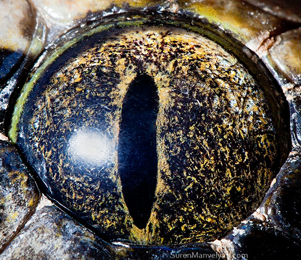 Очі різних видів тварин у яскравих знімках.  Фото