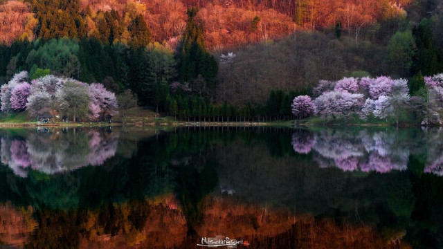 Красиві фотографії квітучої сакури в Японії (фото)