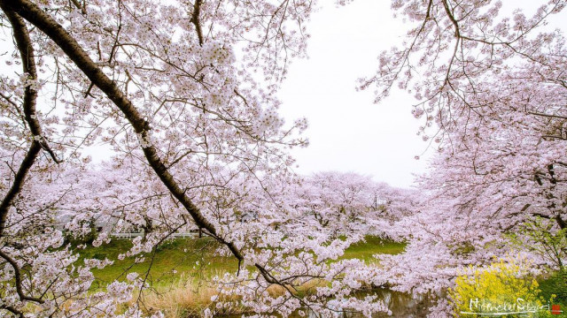 Красивые фотографии цветущей сакуры в Японии (фото)
