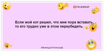 Анекдот про кота - Если мой кот решил, что мне пора вставать, то его трудно уже в этом переубедить.