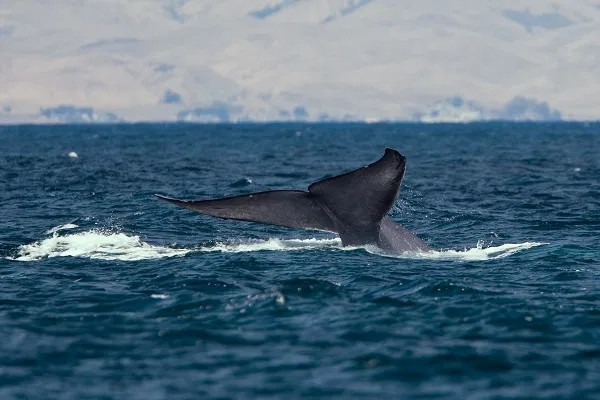 Топ-10: Дивовижні та цікаві факти про синіх китів