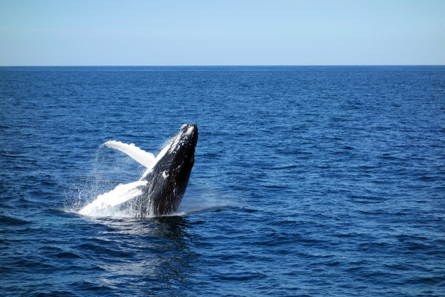 Дивовижні та цікаві факти про синіх китів (фото)