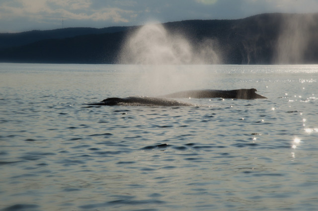 Удивительные и интересные факты про синих китов (фото)