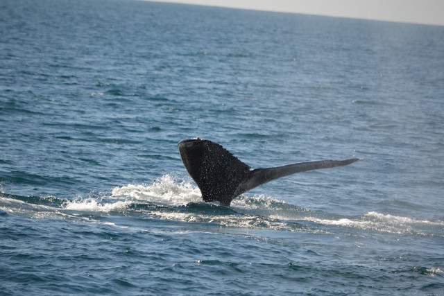 Дивовижні та цікаві факти про синіх китів (фото)