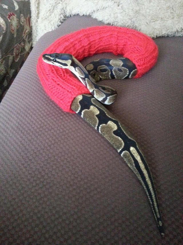 Вы когда-нибудь видели змею в свитере? 